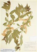 藏品(杏葉柳)的圖片